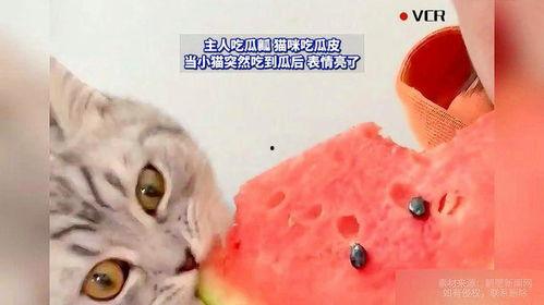 小花猫吃瓜,一场味蕾的冒险之旅  第1张